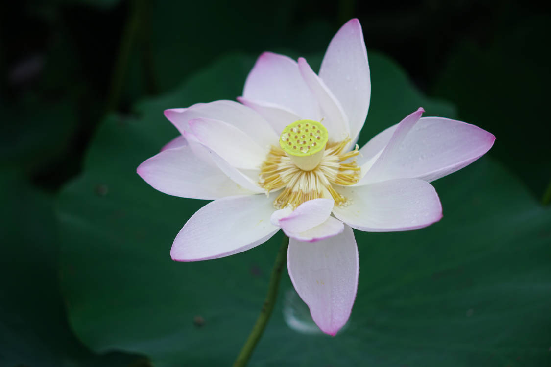 2023-6-17 荷花拍摄