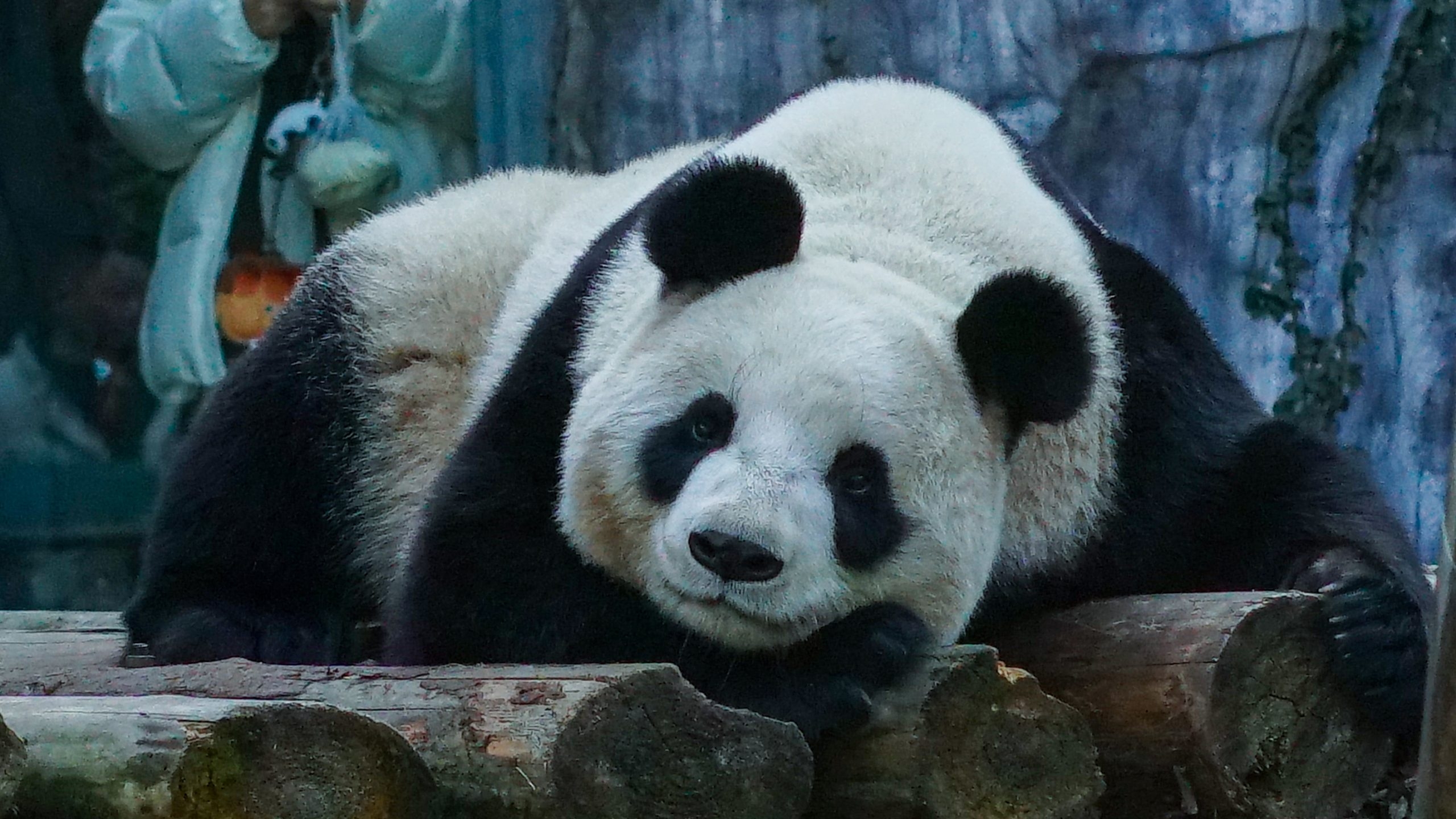 红山动物园小动物可爱捏