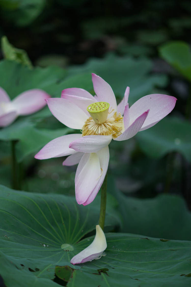 记录6.17荷花拍摄